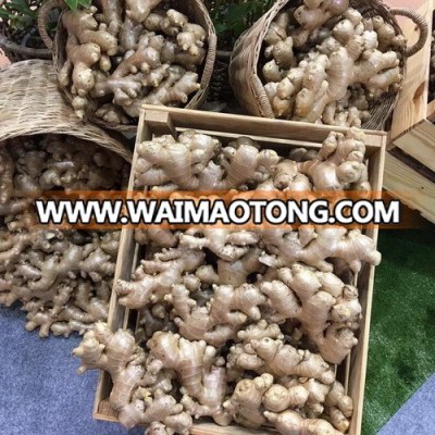 Wholesale Premium Grade Organic Fresh Ginger From Thailand